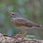 Eyebrowed Thrush (image by Pete Morris)