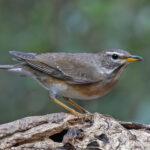 Eyebrowed Thrush (image by Pete Morris)