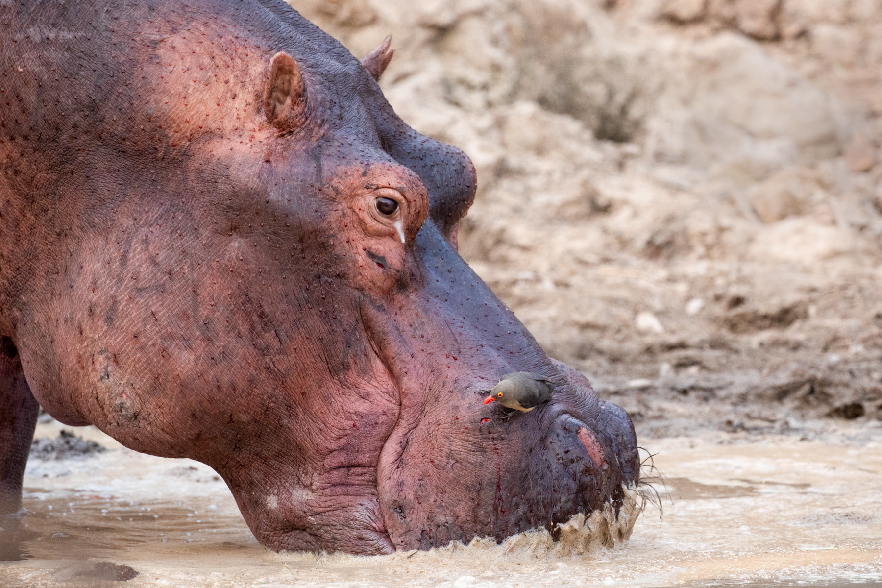 A Red-billed Oxpecker tries to 'clean' an open wound on the snout of a hippo (image by Inger Vandyke)