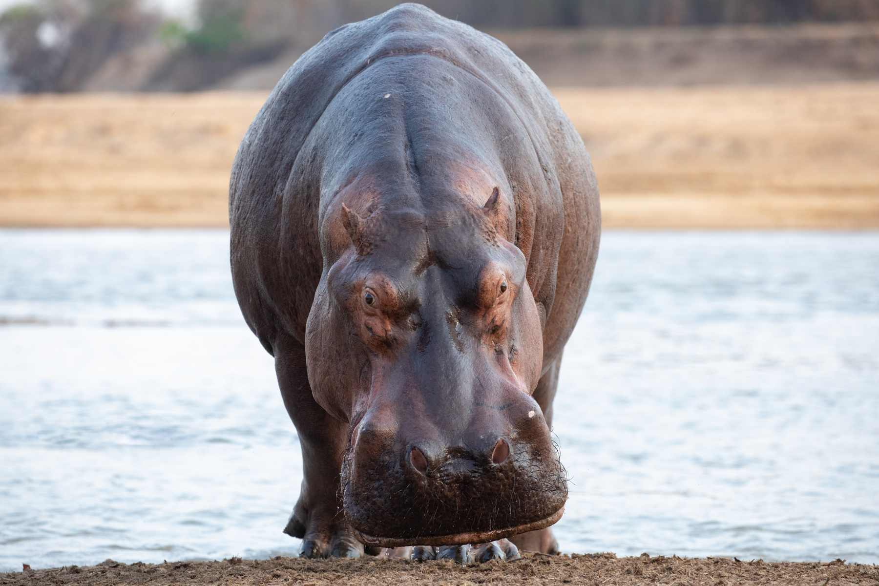 Eye to eye with one of South Luangwa's hippos (image by Inger Vandyke)