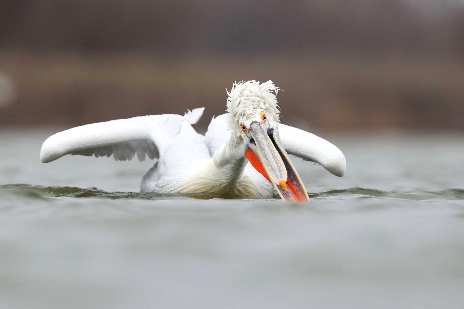 A Dalmatian Pelican scoops up a fish (image by János Oláh)