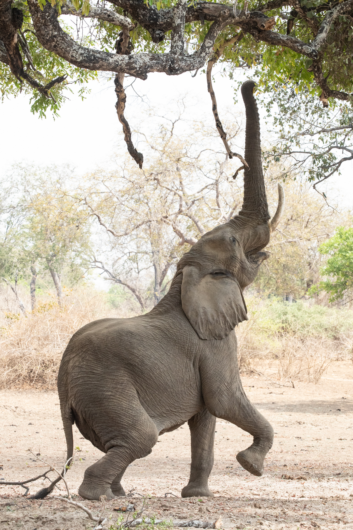 One of South Luangwa's elephant bulls raises up on its hind legs to feed (image by Inger Vandyke)