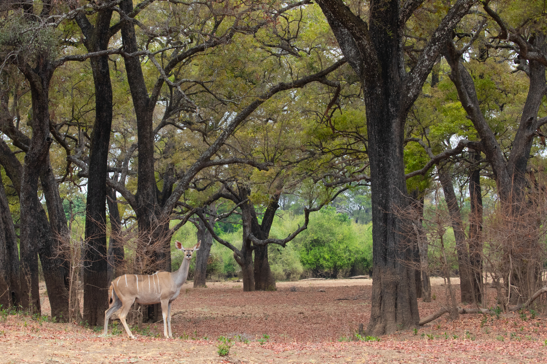 A beautiful female Kudu in South Luangwa's ebony forests (image by Inger Vandyke)