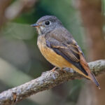 Ferruginous Flycatcher (image by Pete Morris)