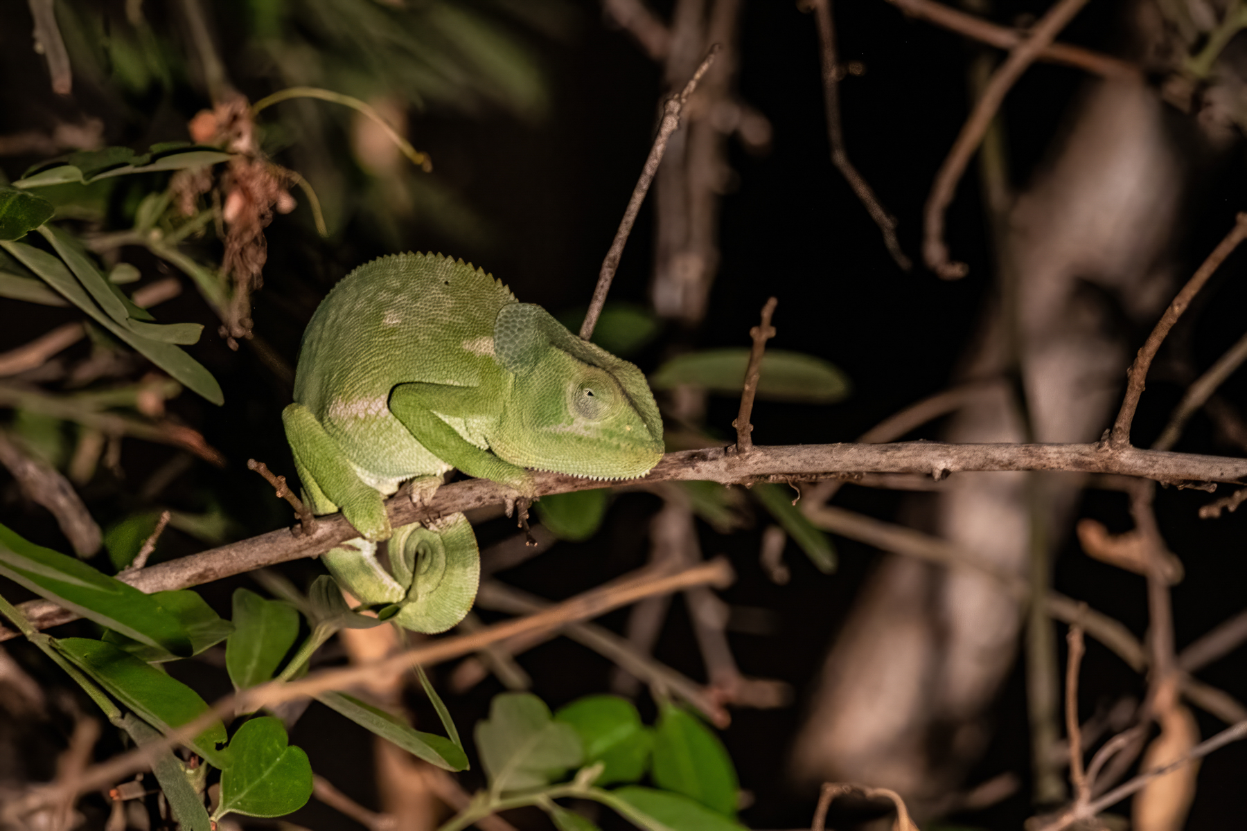 Flap-necked Chameleons are largely nocturnal and always special to see on night safaris (image by Inger Vandyke)