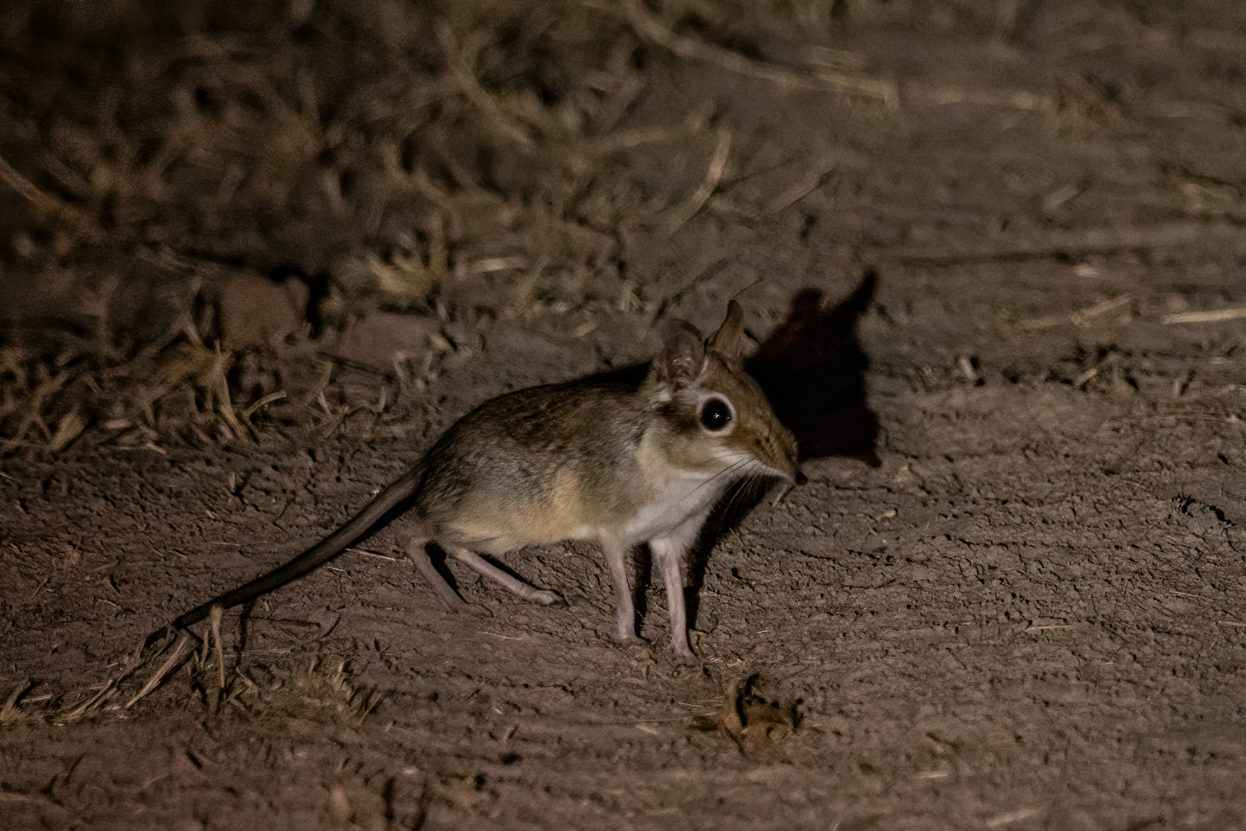A gorgeous tiny Four-toed Elephant Shrew seen on a night safari in South Luangwa (image by Inger Vandyke)