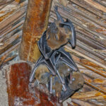 Fruit bat colony (image by Pete Morris)