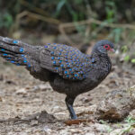 Can you ever have too many photos of Germain's Peacock Pheasant? (image by Pete Morris)
