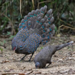 Germain's Peacock Pheasant displaying (image by Pete Morris)