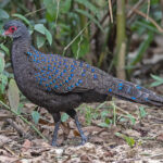 Portrait of a Germain's Peacock Pheasant (image by Pete Morris)