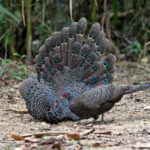 Watching displaying Germain's Peacock Pheasants was a huge highlight of our tour (image by Pete Morris)
