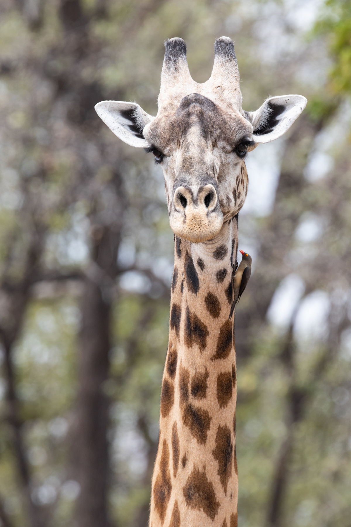 Portrait of a Thornicroft's Giraffe with a Red-billed Oxpecker (image by Inger Vandyke)