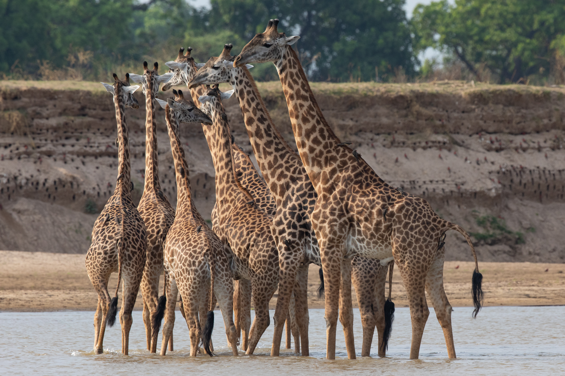 A journey of Thornicroft's Giraffes crossing the Luangwa River (image by Inger Vandyke)