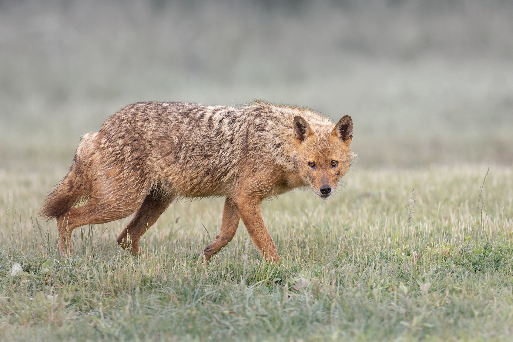 Our unique hides allow chances to photograph Golden Jackals (image by Zoltan Nagy)