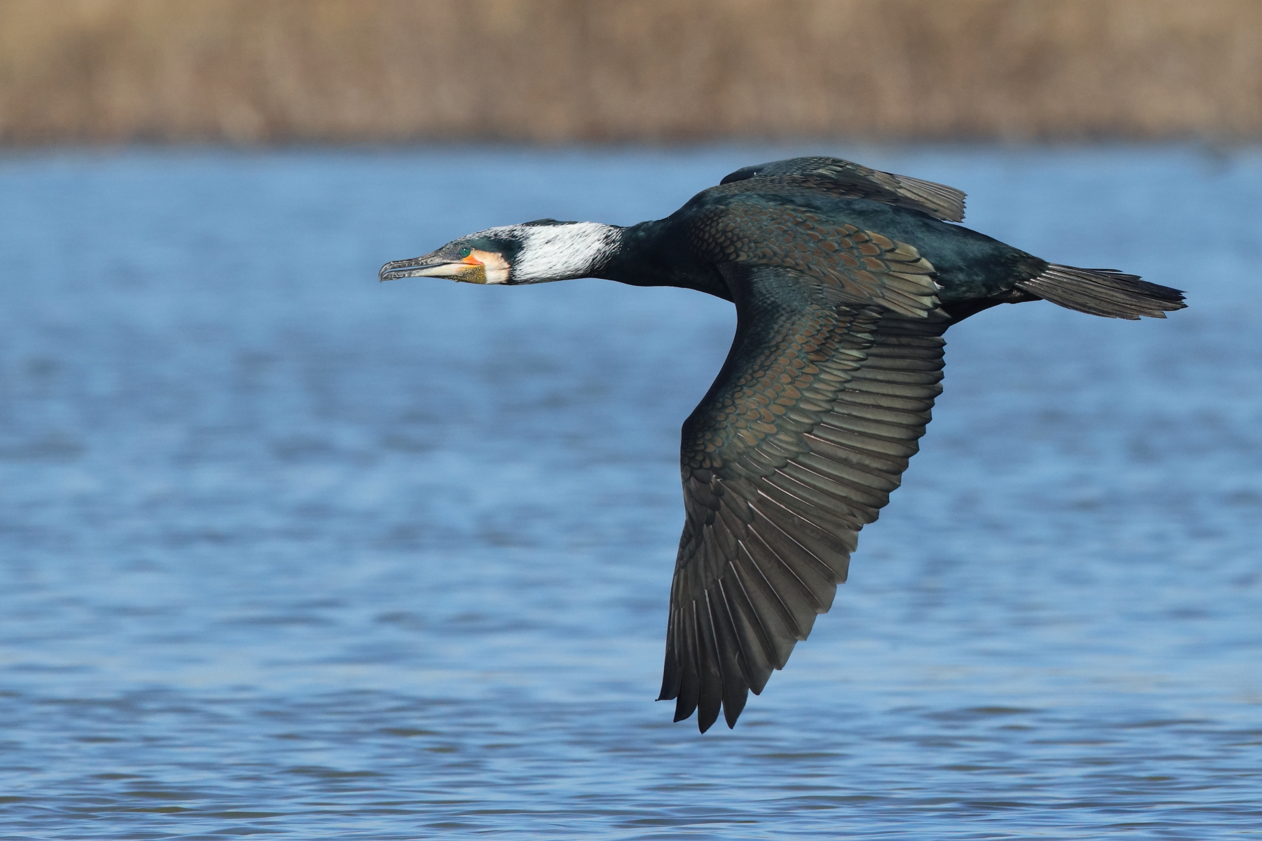 Great Cormorant in flight (image by János Oláh)