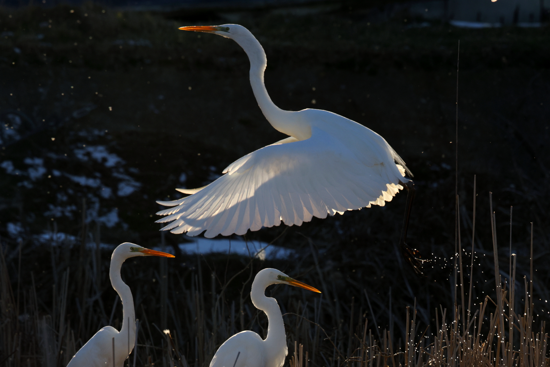 Great Egret in flight (image by János Oláh)