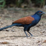 A striking Greater Coucal with its red eyes (image by Pete Morris)