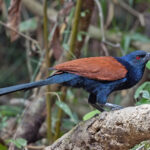 Greater Coucal (image by Pete Morris)