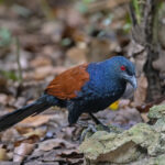 Greater Coucal (image by Pete Morris)