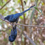 A pair of Greater Racket-tailed Drongos having an altercation (image by Pete Morris)