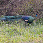 Stunning Green Peafowl (image by Pete Morris)