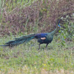 Green Peafowl (image by Pete Morris)