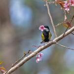 Gorgeous Green-backed Tit with a flower in its bill (image by Pete Morris)