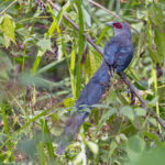 Green-billed Malkoha (image by Pete Morris)