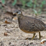 Green-legged Partridge are subtly stunning (image by Pete Morris)