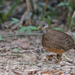 Green-legged Partridge (image by Pete Morris)