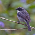 Grey Bushchat (image by Pete Morris)