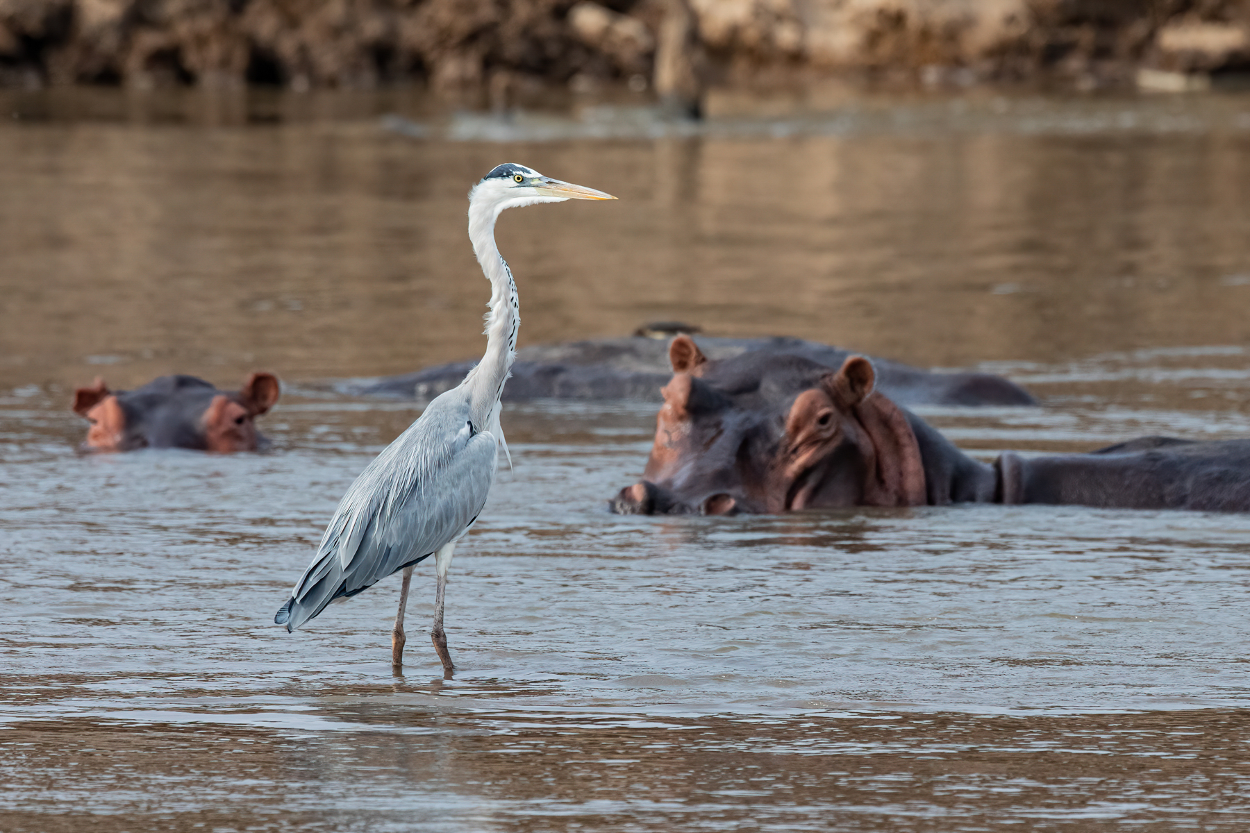 A Grey Heron braves the shallows of the Luangwa River which is home to hippos and crocodiles (image by Inger Vandyke)