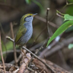 Grey-bellied Tesia (image by Pete Morris)