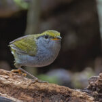 Grey-bellied Tesia (image by Pete Morris)