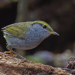 Grey-bellied Tesia is one of those birds that leaves you wondering where the rest of it is. Talk about 'egg on legs'! (image by Pete Morris)