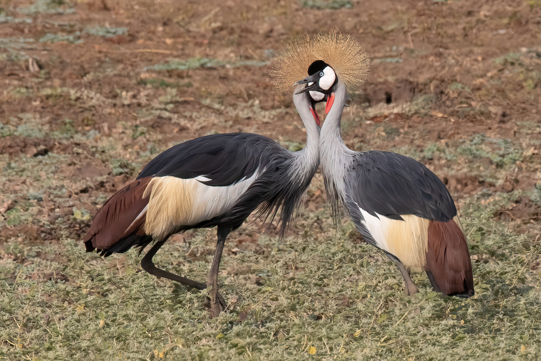 Grey-crowned Cranes would have to be some one of Africa's most stunning and photogenic bird species (image by Inger Vandyke)