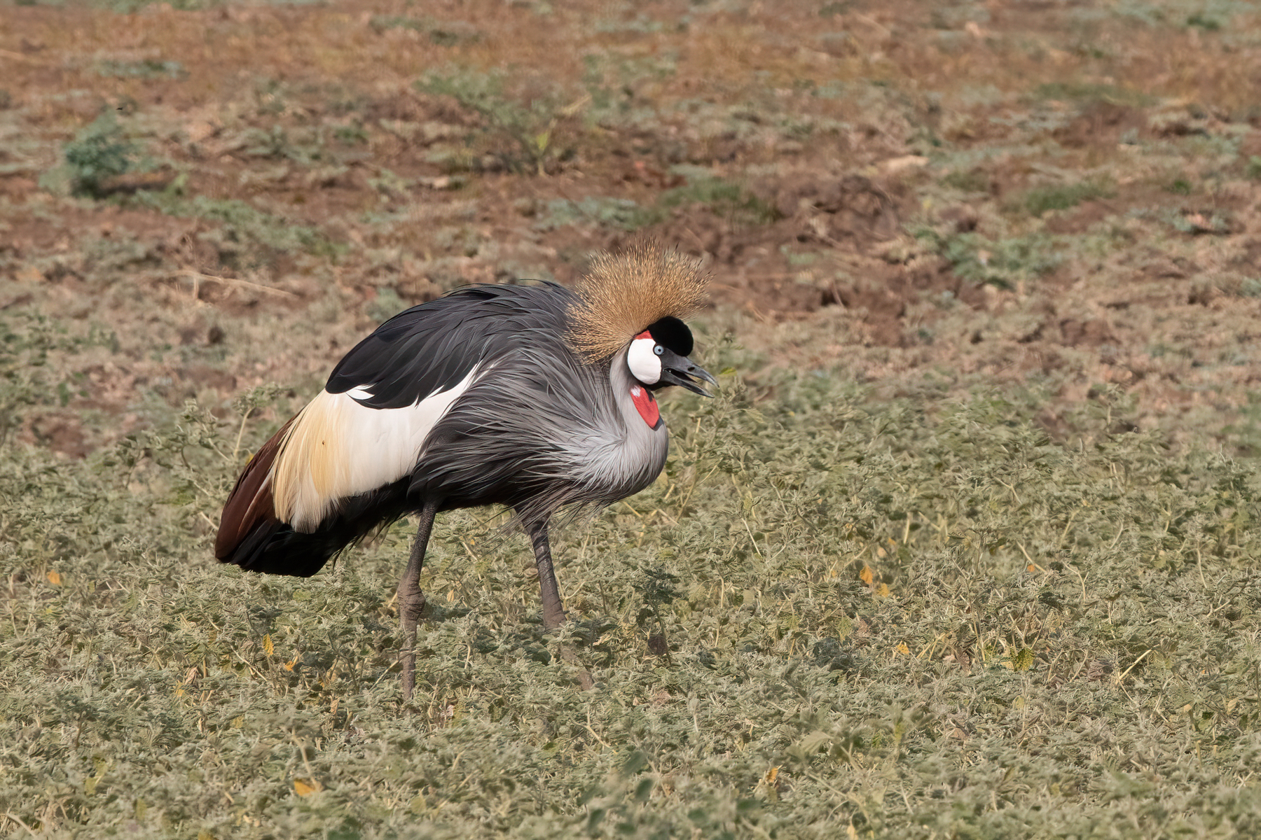 Portrait of a Grey-crowned Crane panting in the heat (image by Inger Vandyke)