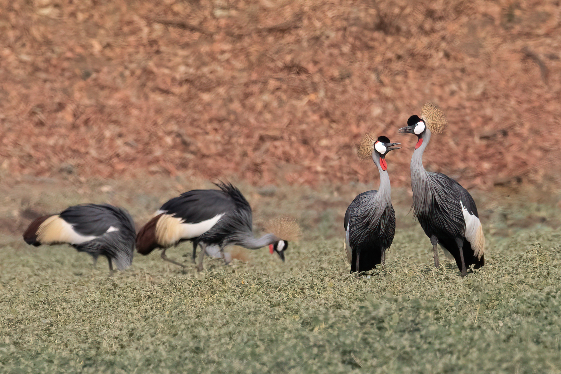 A pair of Grey-crowned Cranes in a feeding flock (image by Inger Vandyke)