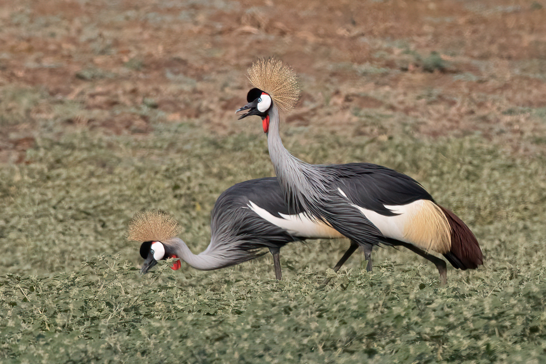 A spectacular grazing pair of Grey-crowned Cranes (image by Inger Vandyke)