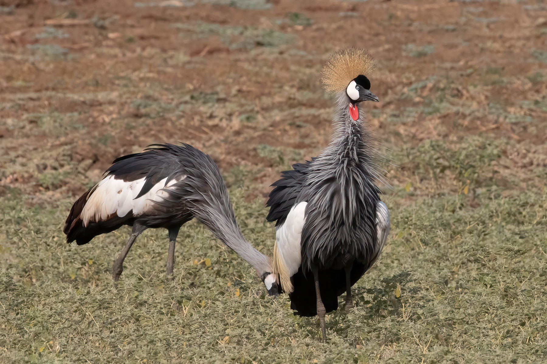 A pair of Grey-crowned Cranes near Mfuwe (image by Inger Vandyke)