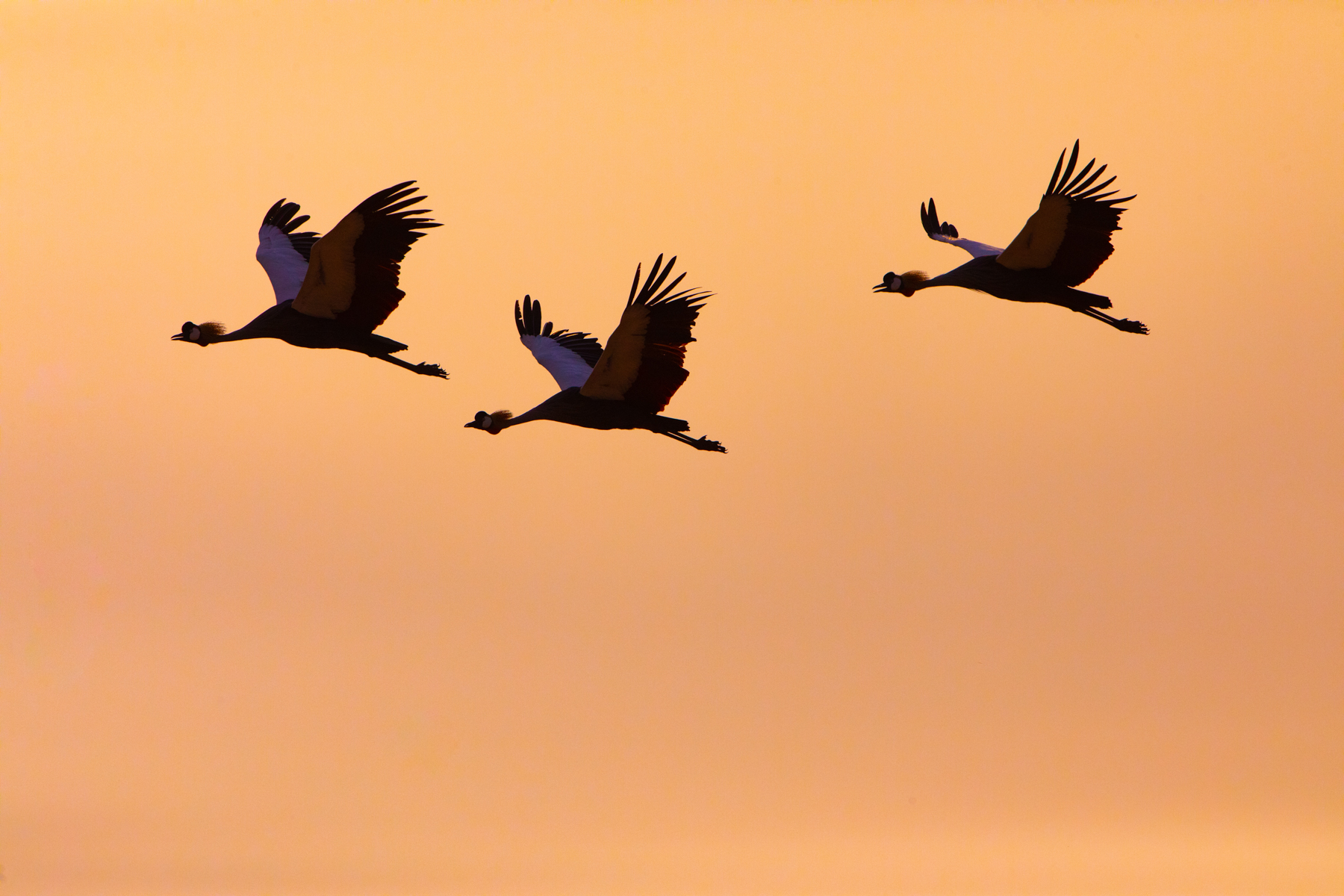 Grey-crowned Cranes fly through a fiery Luangwa sunset to reach their night roost (image by Inger Vandyke)