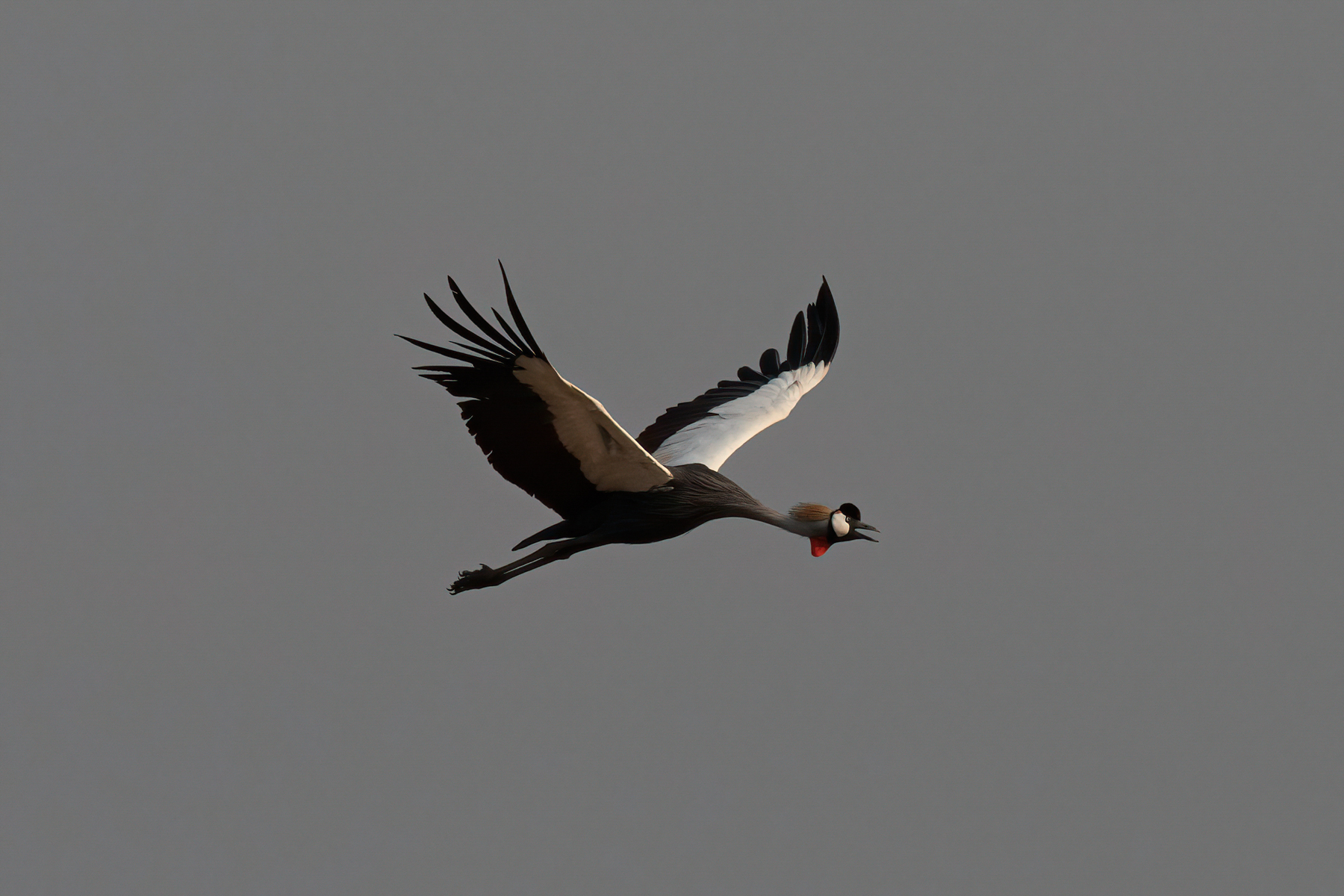 Grey-crowned Crane in flight (image by Inger Vandyke)
