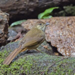 Grey-eyed Bulbul (image by Pete Morris)