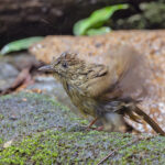 Grey-eyed Bulbul looking a bit ruffled after its bath (image by Pete Morris)