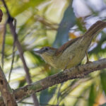 Grey-faced Tit Babbler (image by Pete Morris)
