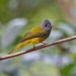 Grey-headed Canary Flycatcher (image by Pete Morris)