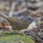 Grey-throated Babbler (image by Pete Morris)