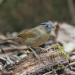 Grey-throated Babbler (image by Pete Morris)