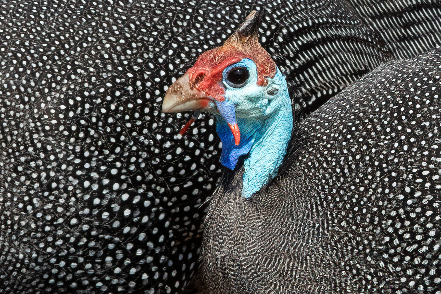 Portrait of a Helmeted Guineafowl (image by Inger Vandyke)