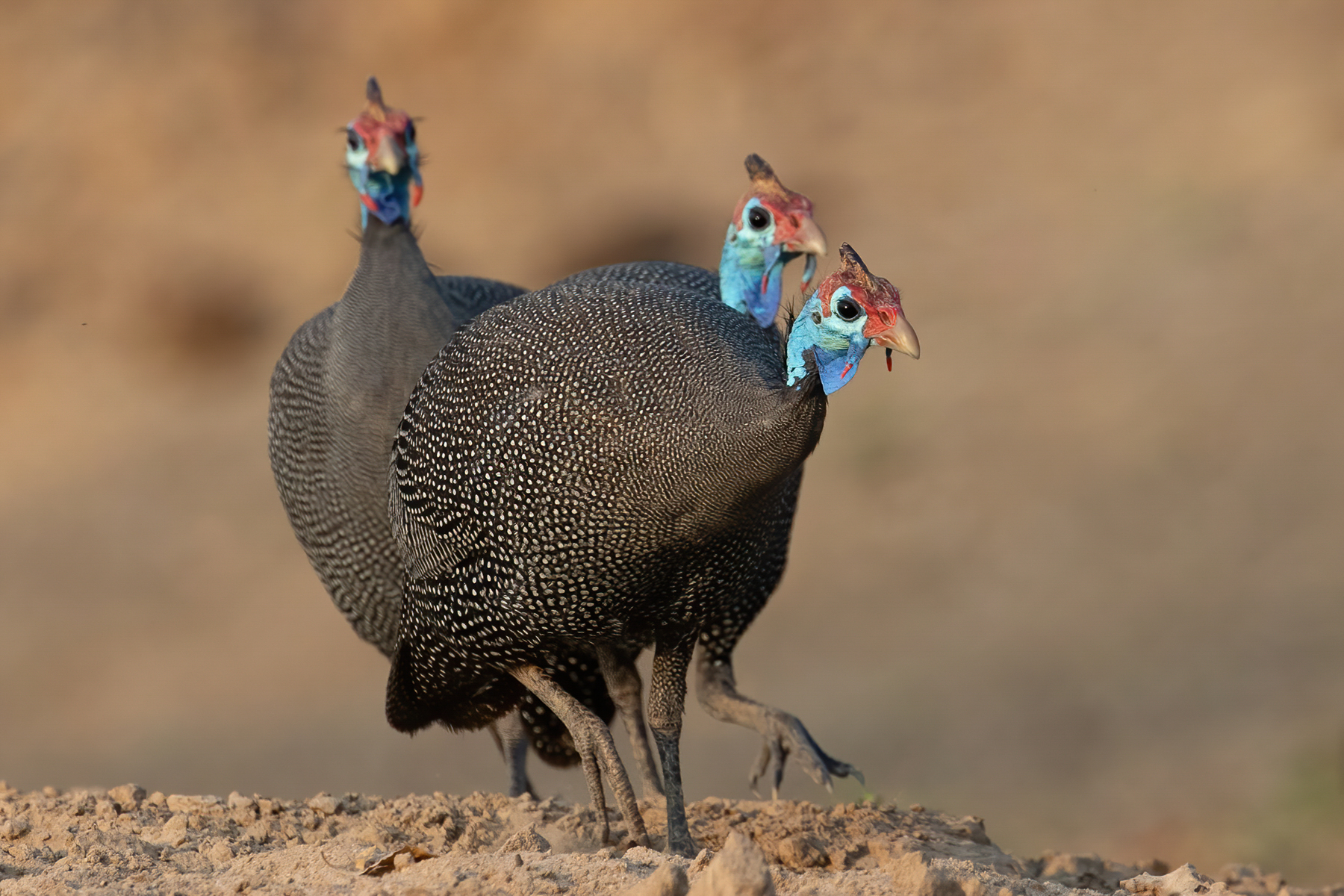 Guineafowls on the move (image by Inger Vandyke)